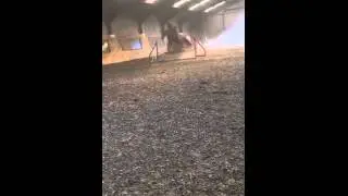 Star my girlfriends horse (I want to be a rabbit)
