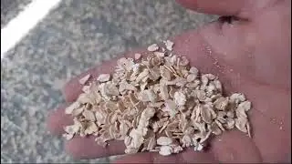 Yulaf Flake Tesisi | Yulaf Ezmesi Gevreği | Cezayir Oat Flake Plant | Oatmeal Algeria #oats