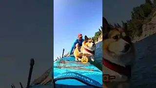 Vita da cani 🐶 EP. 64