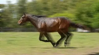 Motion Blur Effect - GIMP 2.8 Tutorial