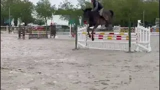 GLENDA MAIL (TYGAR MAIL x NOVELLA MAIL) - MERE DE MELBA MAIL