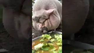 Obese pig? Losing weight with healthy food! 