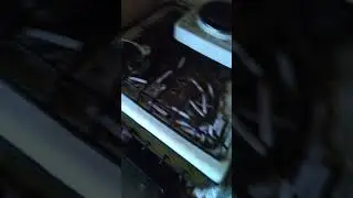#Дезинсекция