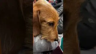 Лучший пассажир! 🐕