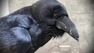 Черный ворон и что он потребляет в пищу!