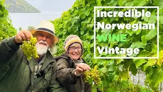 Our Solaris Grapes are Finally Ripe! Watch Our Norwegian Vineyard Harvest