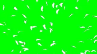 Feather White HD Explode Animation No.3 - green screen effect & overlay