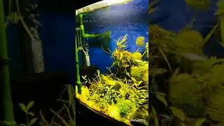 Aquarium200L/аквариум200Л/аквариумные растения/aquarium plants