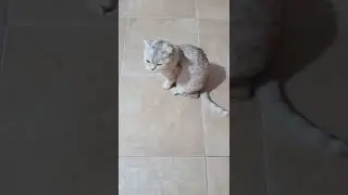 Учим кошку разговаривать