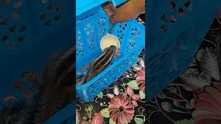 Chini chini