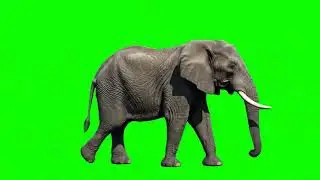 Elephant Walking Green Screen – Full Body Wildlife