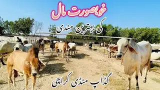 Gadap Mandi Latest Rates Update |29 September 2024|