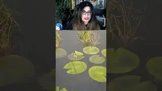 Get out of my swamp! | nymphette666 on 