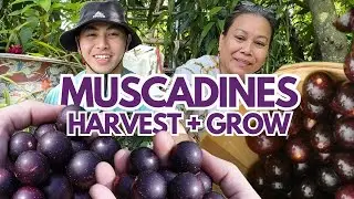 Harvesting Muscadines & HOW TO grow them yourself 🍇