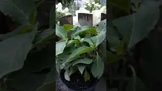 Гортензія Казан / Hydrangea Kazan - відгук про інтернет магазин "Васільев Сад"