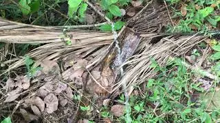 Peeing beautifully | Mr. pee | Boy Peeing in outside | pissing