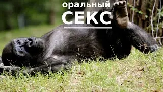 Кунилингус -  тест на половые инфекции и измену. Биологические истоки кунилингуса