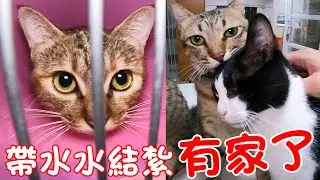 貓咪小短篇-帶水水結紮～有人要領養了！