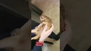 Маняша &Сережа=Любовь! #animals #meerut #сурикат #reels #funny #животные