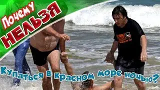 ➤Почему нельзя купаться в красном море ночью?➤