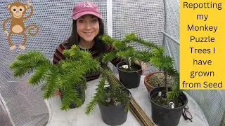 Re potting my Monkey Puzzle Trees that I have grown from Seed - Araucaria araucana
