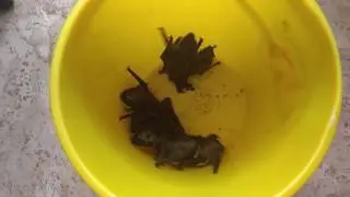 Ведро летучих мышей