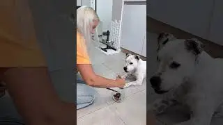 Когда ты умнее мамы❤️  #глухаясобака #глухаятэффи #собака #dog