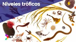 ✅AUTÓTROFOS Y HETERÓTROFOS [EJEMPLOS]