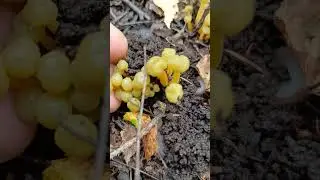 Лиоция студенистая или скользкая