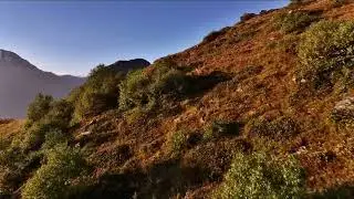 ПОЙМАЛИ ГОРНЫХ ТУРОВ И ЩЕЛКНУЛИ С ФОТОРУЖЬЯ