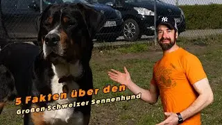 5 Fakten über den Großen Schweizer Sennenhund