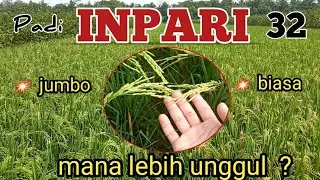 Padi INPARI 32 JUMBO vs 32 BIASA || Mana yg Lebih Unggul