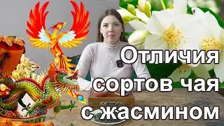 Чем различаются жасминовые сорта чая? Сравнение жасминовых чаев.