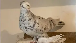 Племенная голубка/Zuchtweibchen.