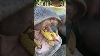 Hippos eating corn cobs 🦛🌽♥️