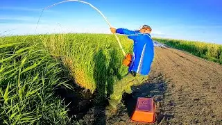 Siberian Wanderer 2020 saves fishing, carp on a spider YOKLMN. Carp on the lift, fishing 2020