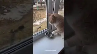 Прикол с котом | #Shorts