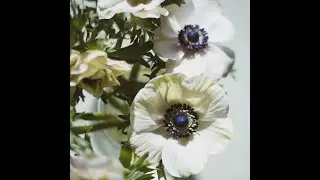 White panda anenome