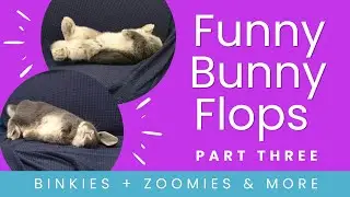 Funny Bunny Flops - Part 3! Flops and zooms across the couch!