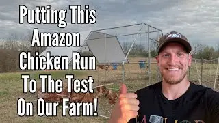 Testing Out This Budget Friendly Chicken Coop- Wonline