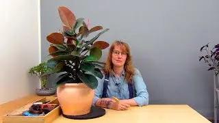 Формирование фикуса каучуконосного (ч.4).