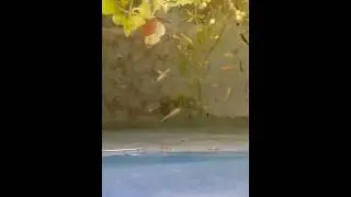Alevins de carpe koï