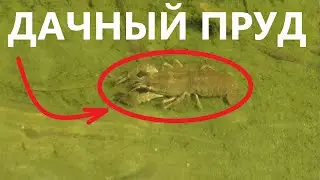 Прозрачная вода в дачном пруду с речной рыбой | ПРУД ПРУДИ