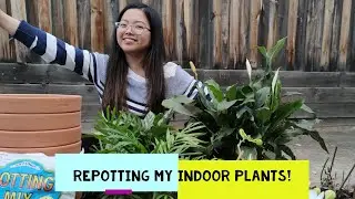 Repotting my indoor plants! Décor your home!