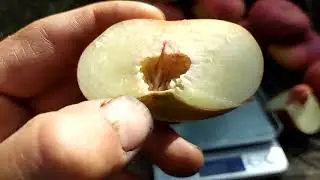 инжирный нектарин концетина.