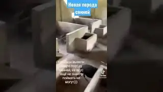 Прикол новая порода свиней 