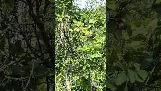 The plommfruit