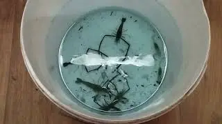 Поймал живых креветок для астронотусов. На безрыбье и рак рыба.