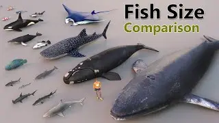 Fish Size Comparison | Smallest Fish | World Largest Fish | 3D