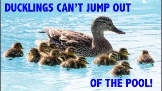 Ducklings Stuck in Pool | Baby Ducks in Pool | Baby Ducks Rescue
